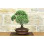 4 - Bonsai di Rosmarino (59)