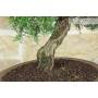 6 - Bonsai di Rosmarino (59)
