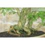 7 - Bonsai di Sesbania (7)