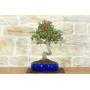 2 - Bonsai di Biancospino (32)