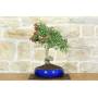 3 - Bonsai di Biancospino (32)