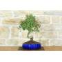 4 - Bonsai di Biancospino (32)