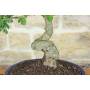 5 - Bonsai di Biancospino (32)