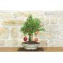 2 - Bonsai di Melograno (149)