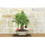 4 - Bonsai di Melograno (149)