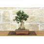 1 - Bonsai di Olivastro (274)