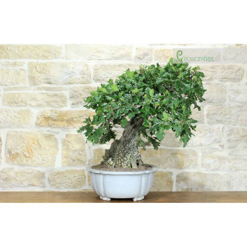 Eiche Eiche Bonsai (55) | 1.500,00  | Pollice Verde