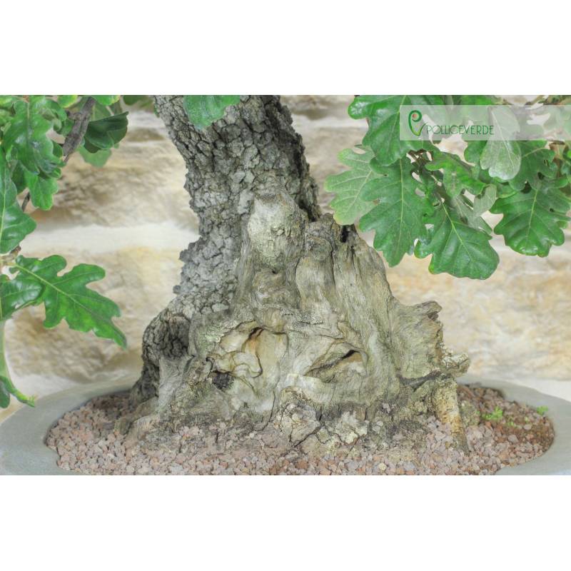 Bonsai di Quercia Roverella (55) | 1.500,00  | Pollice Verde