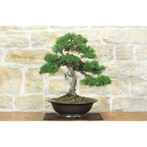1 - Bonsai di Cipresso (19)