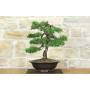2 - Bonsai di Cipresso (19)
