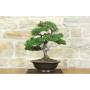 3 - Bonsai di Cipresso (19)