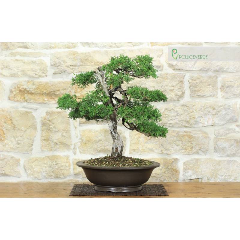 large bonsai for sale 3-5 FT Jade Succulent Bonsai (Crassula) – Dahing Plants main image 0
