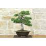 4 - Bonsai di Cipresso (19)