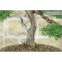 5 - Bonsai di Cipresso (19)