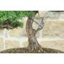 6 - Bonsai di Cipresso (19)