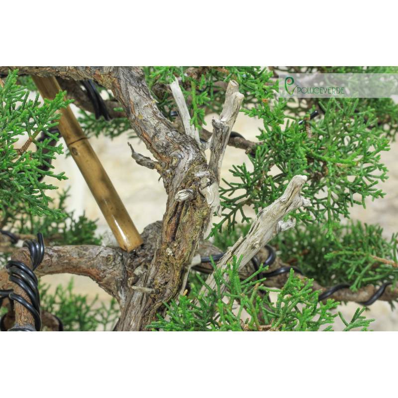 Zypresse Bonsai (19) | 800,00  | Pollice Verde