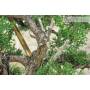 7 - Bonsai di Cipresso (19)