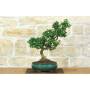 1 - Bonsai di Citrus Myrtifolia (Chinotto) (103)