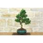 2 - Bonsai di Citrus Myrtifolia (Chinotto) (103)