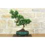 3 - Bonsai di Citrus Myrtifolia (Chinotto) (103)