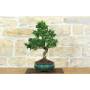 4 - Bonsai di Citrus Myrtifolia (Chinotto) (103)