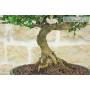 5 - Bonsai di Citrus Myrtifolia (Chinotto) (103)