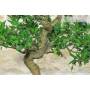 6 - Bonsai di Citrus Myrtifolia (Chinotto) (103)