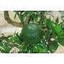 7 - Bonsai di Citrus Myrtifolia (Chinotto) (103)