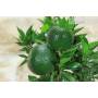 8 - Bonsai di Citrus Myrtifolia (Chinotto) (103)