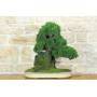 1 - Bonsai di Ginepro Kishu su roccia (128)