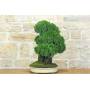 2 - Bonsai di Ginepro Kishu su roccia (128)