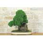 3 - Bonsai di Ginepro Kishu su roccia (128)