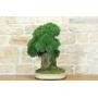 4 - Bonsai di Ginepro Kishu su roccia (128)