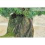 6 - Bonsai di Ginepro Kishu su roccia (128)