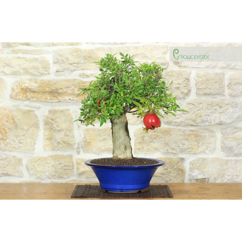 Bonsai di Melograno da frutto (150) | 350,00  | Pollice Verde