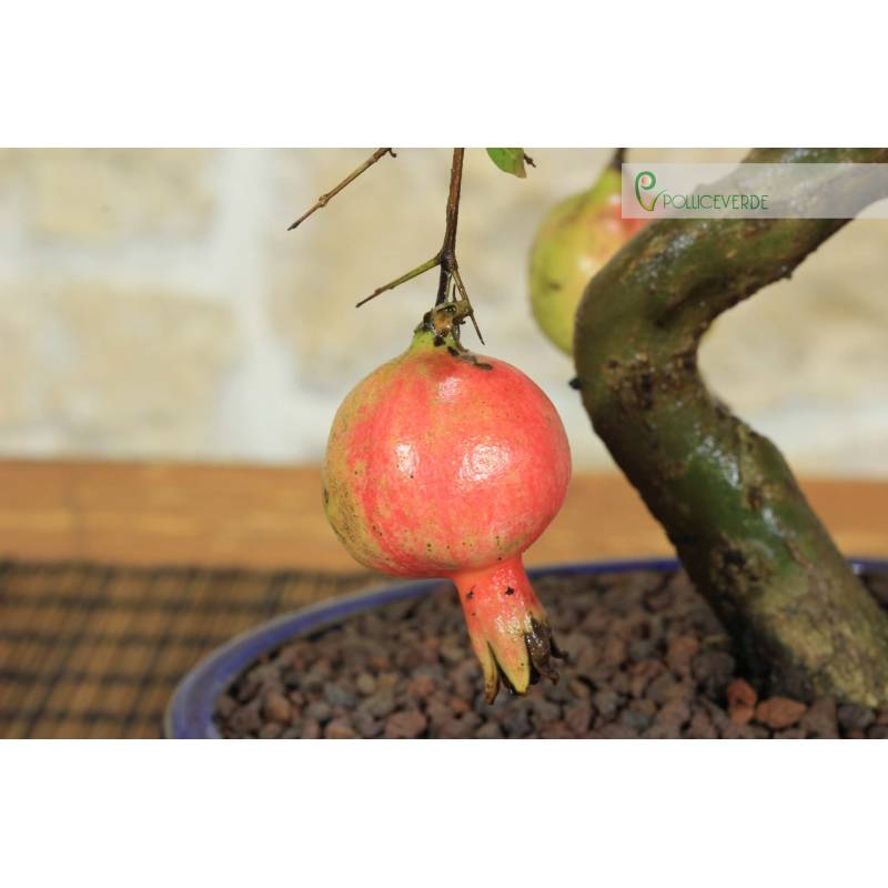 Bonsai di Melograno Nano in vaso smaltato - et 9 anni | 42,00  | Pollice  Verde