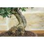 6 - Bonsai di Olivastro (275)