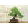 1 - Bonsai di Pino Nero Thunbergii (85)