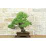 3 - Bonsai di Pino Nero Thunbergii (85)