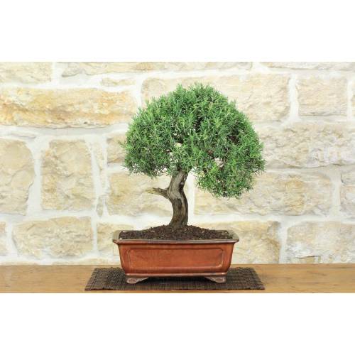 1 - Bonsai di Rosmarino (60)