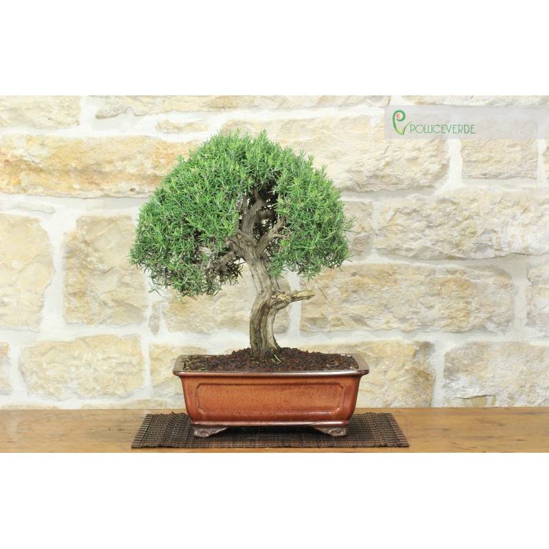 Rosmarin-Bonsai (60) | 280,00  | Pollice Verde
