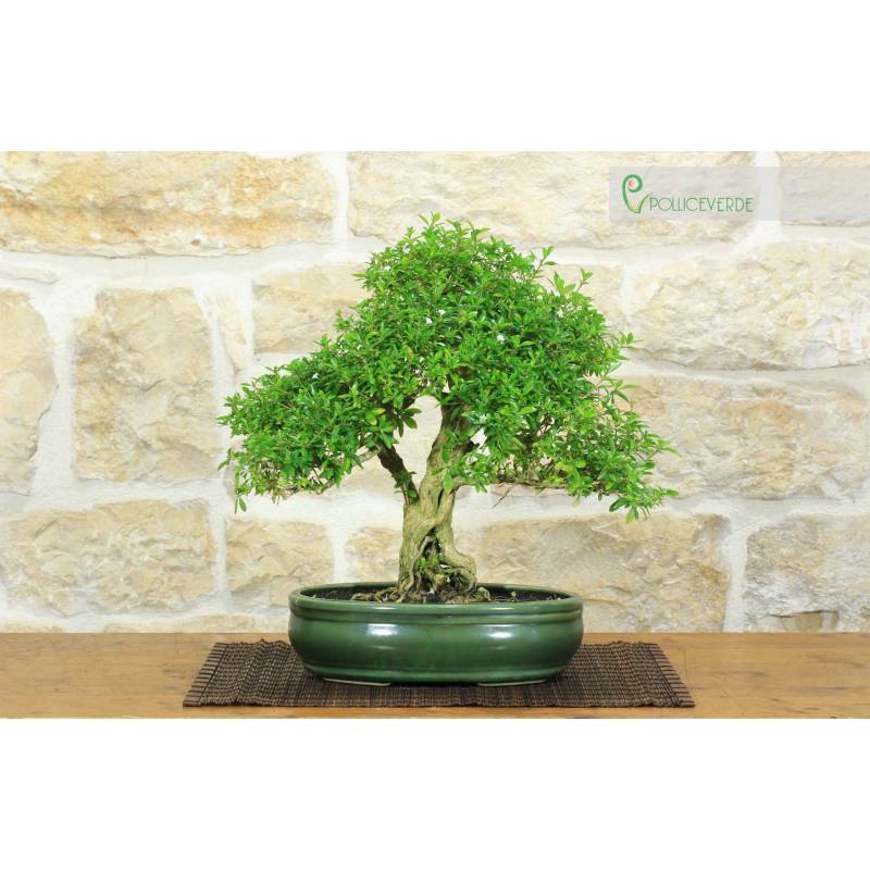 Serissa Bonsai (2) | 280,00  | Pollice Verde