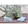 7 - Bonsai di Gelso Nero (7)
