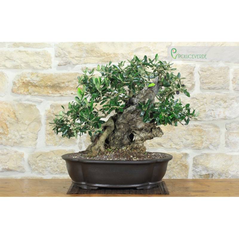 Bonsai di Olivo (180) | 850,00  | Pollice Verde