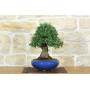1 - Bonsai di Olmo Parvifolia (9)