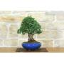 2 - Bonsai di Olmo Parvifolia (9)