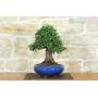 3 - Bonsai di Olmo Parvifolia (9)