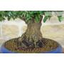 6 - Bonsai di Olmo Parvifolia (9)