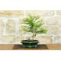 1 - Bonsai di Phyllanthus (13)