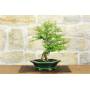 2 - Bonsai di Phyllanthus (13)